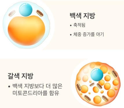 Top drawing of a White Fat Cell with bullet points stating that it accumulates and causes weight gain. Bottom drawing of a Brown Fat Cell with a bullet point stating that it maintains more mitochondria than white fat.