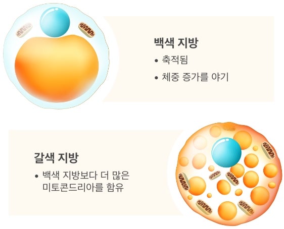 Top drawing of a White Fat Cell with bullet points stating that it accumulates and causes weight gain. Bottom drawing of a Brown Fat Cell with a bullet point stating that it maintains more mitochondria than white fat.